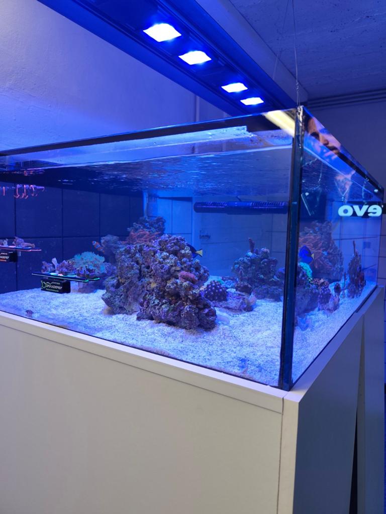 Zeeaquarium stekkebak, Ophalen of Verzenden