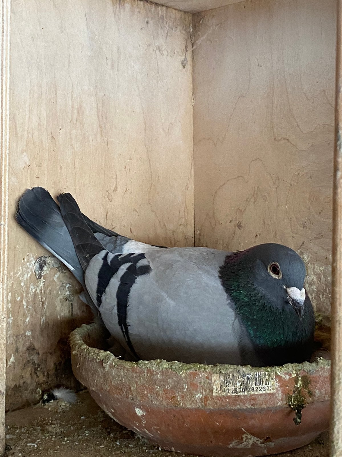 Kwekers doffers, Dieren en Toebehoren, Mannelijk, Postduif