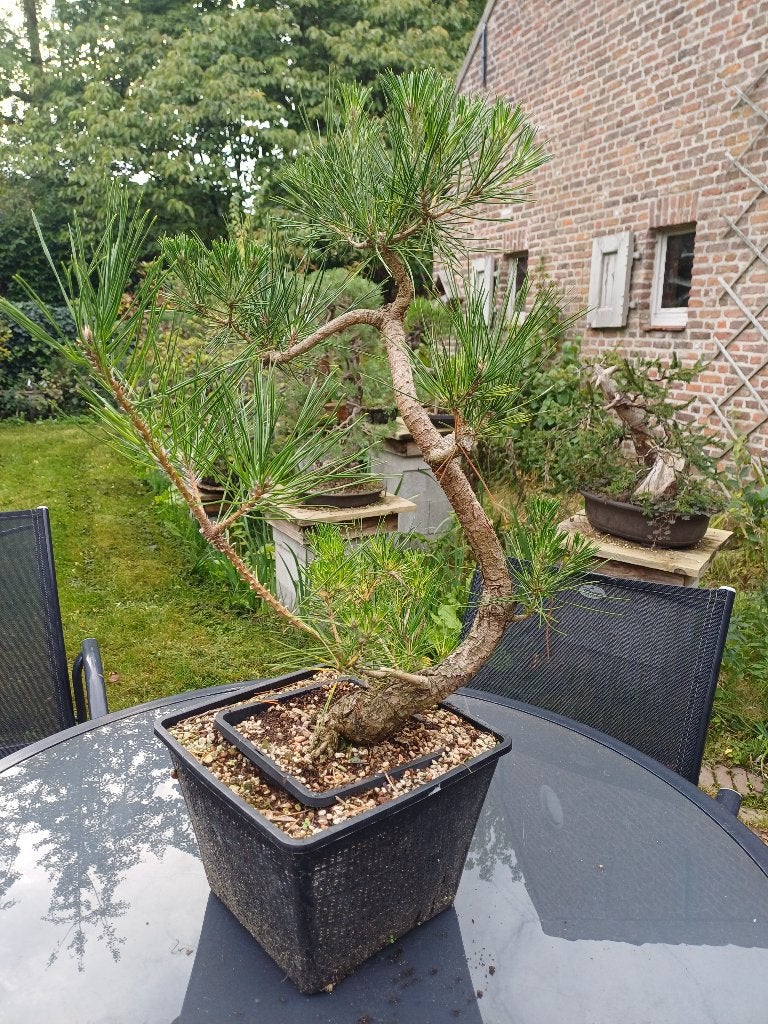 Japanse Zwarte Den bonsai startplant, Tuin en Terras, Bloeit niet, Overige soorten, Minder dan 100 cm, Ophalen