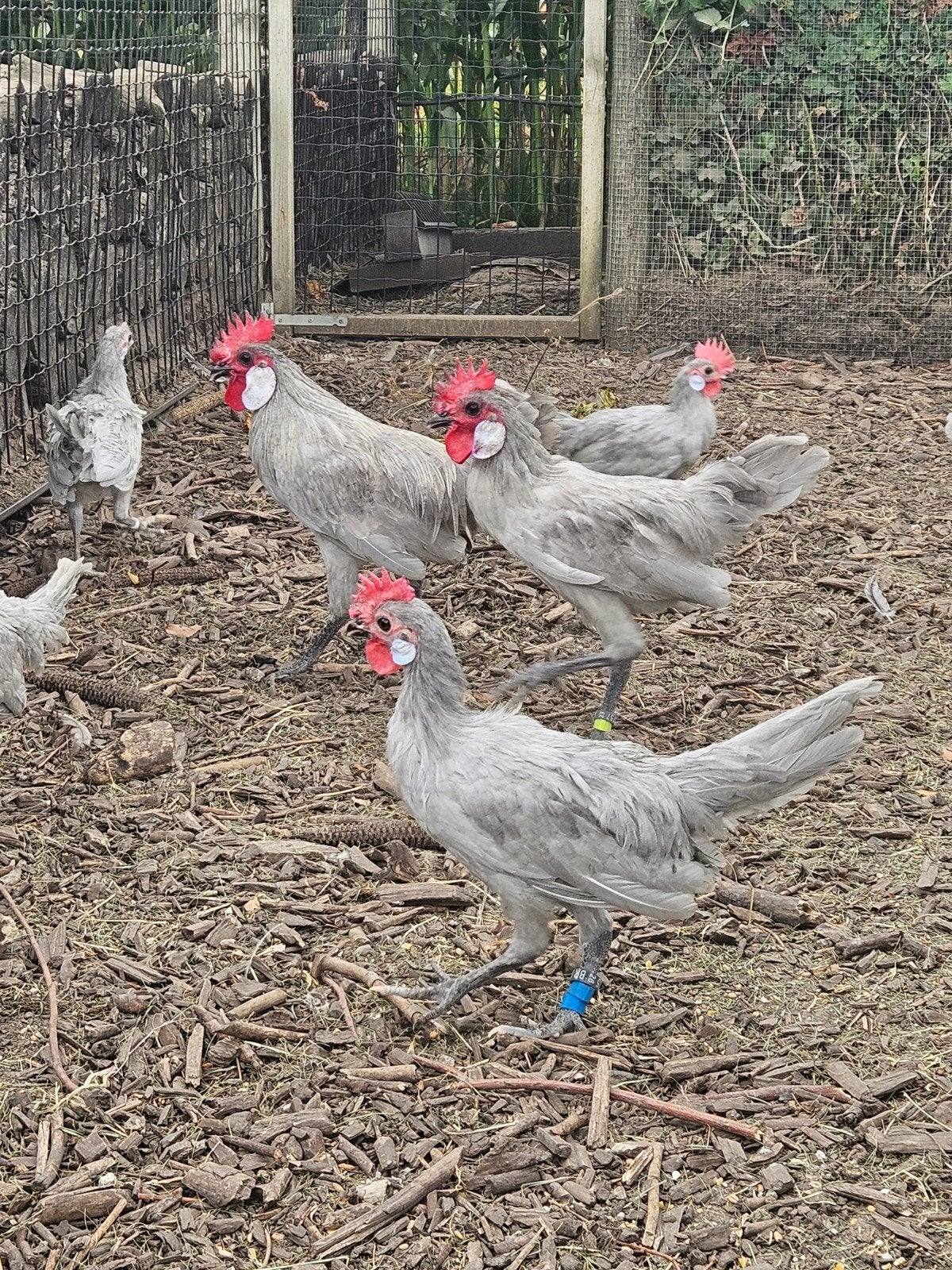 Koppel Menorca krielkippen, Dieren en Toebehoren