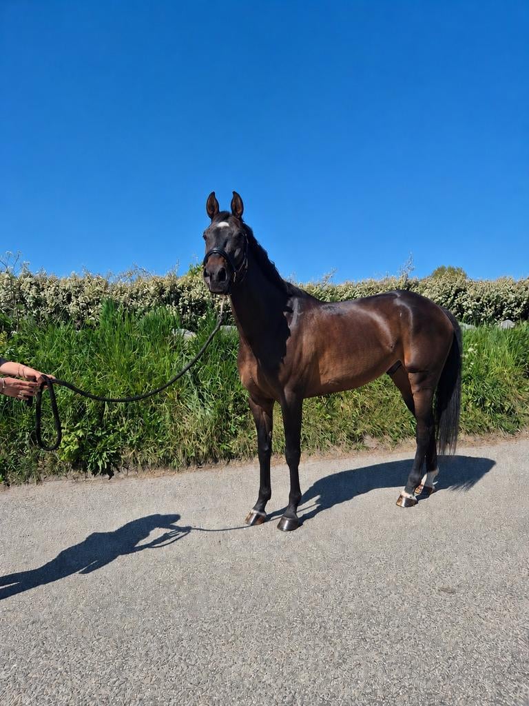 Geweldig lieve pony, Dieren en Toebehoren, Ruin