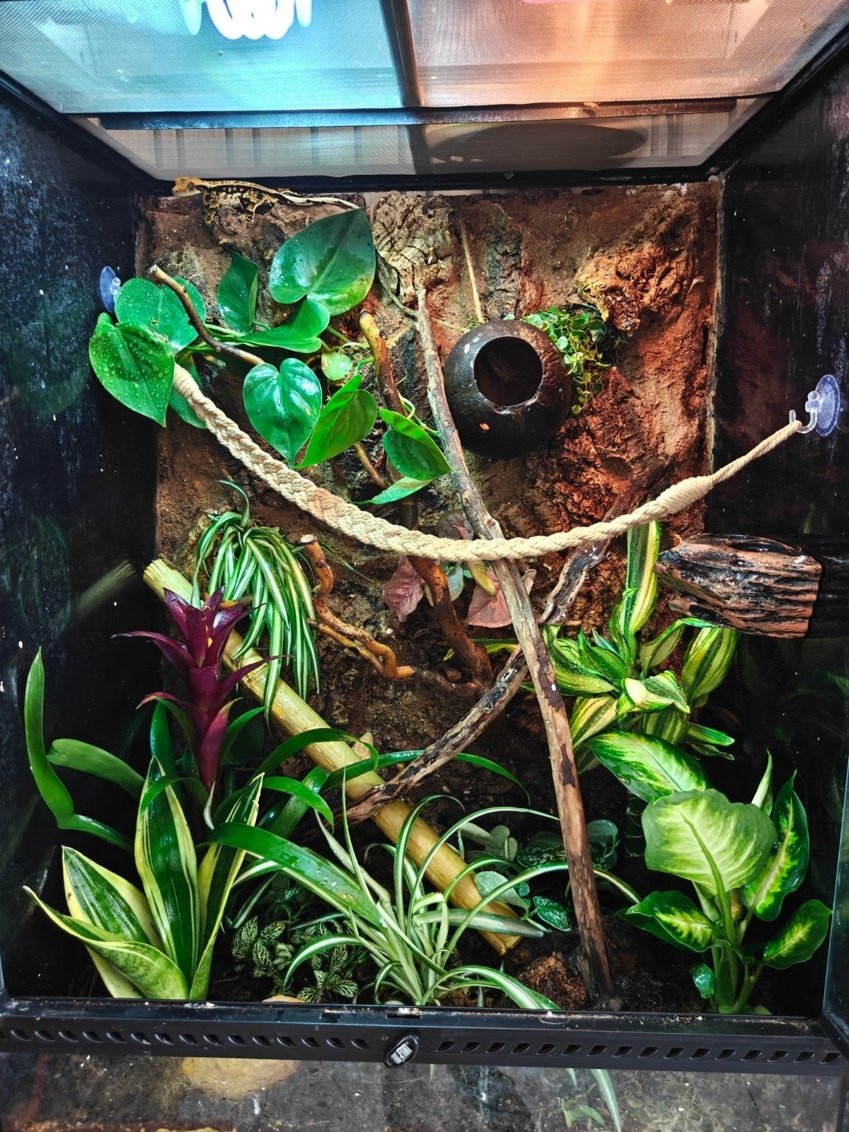 Wimpergecko bewezen koppel 1 man en 2 vrouwtjes met terrariu, Ophalen, Zo goed als nieuw, Terrarium of Paludarium
