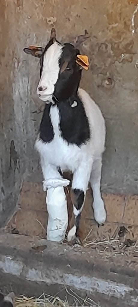 "Pechvogeltje"zoekt goede thuis, Chèvre, 0 à 2 ans