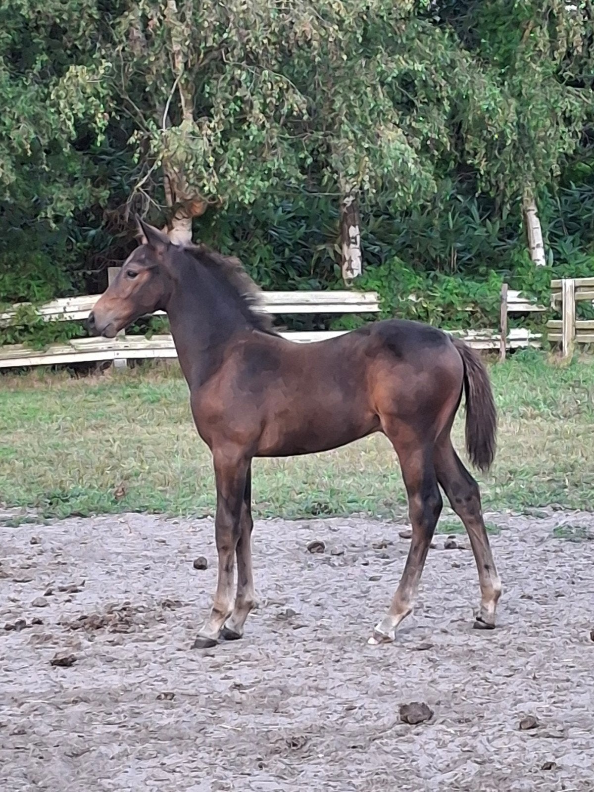 Chique hengstveulen uit bwp Prestatie stam 19, Z, Cheval de saut, Avec pedigree