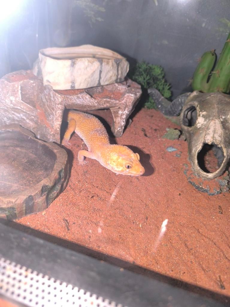luipaardgekko s met terrarium, Dieren en Toebehoren, Reptielen en Amfibieën, Met terrarium