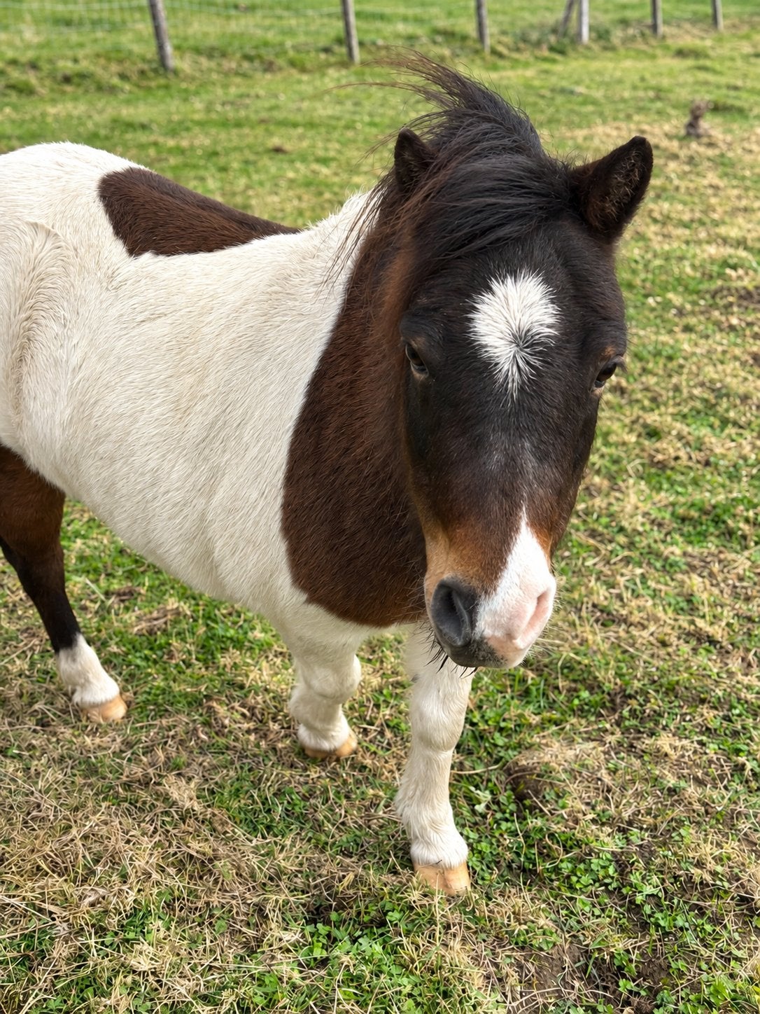 Zeer lieve merie, Dieren en Toebehoren, Merrie, Niet van toepassing, Met stamboom, 11 jaar of ouder