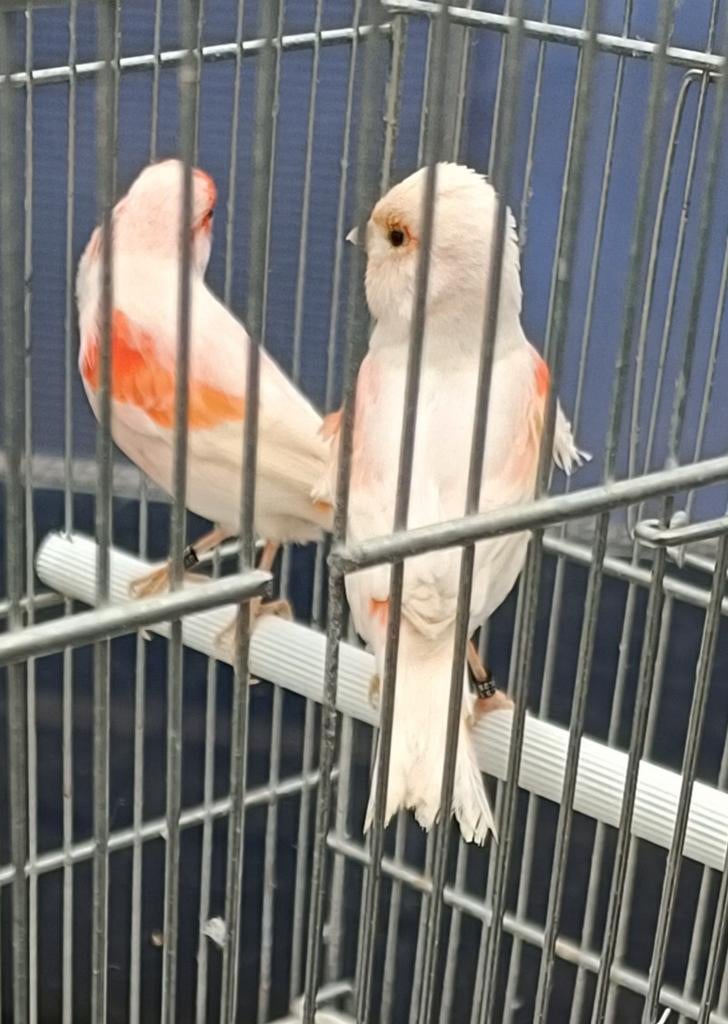 Kanaries, Dieren en Toebehoren, Vogels | Kanaries