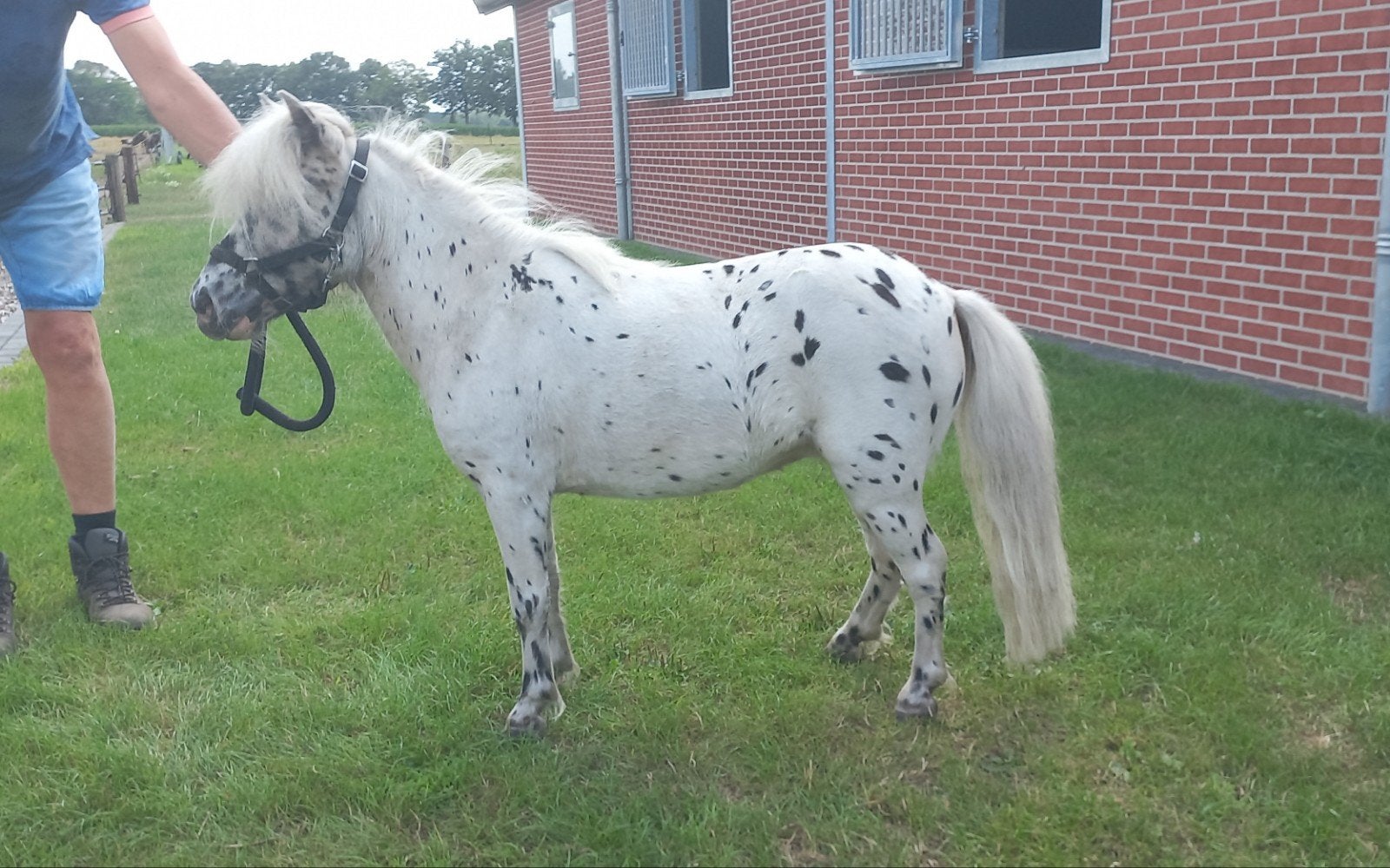 Jument Black Panther Pied Appaloosa., Jument