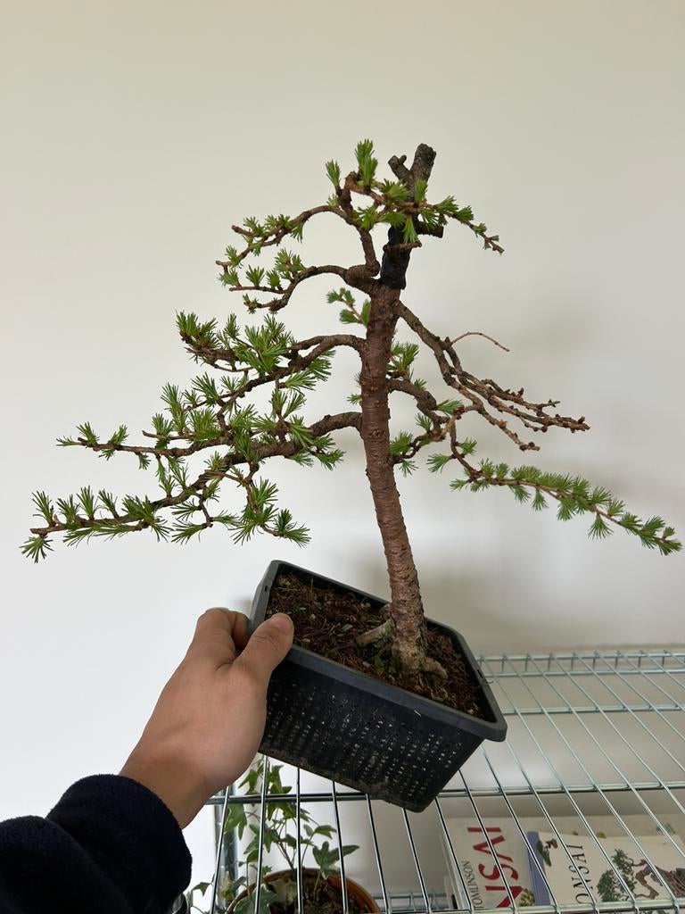 Lariks bonsai, Enlèvement
