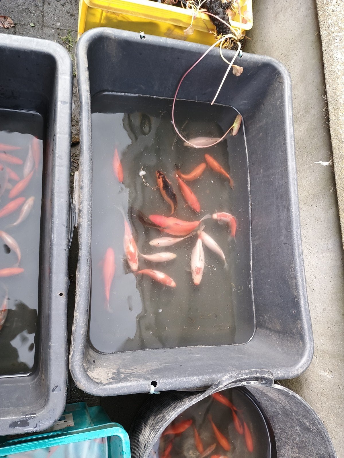 Goudvissen, moerasslakken, vijverplanten, Animaux & Accessoires, Poissons | Poissons d'étang, Poisson(s) rouge(s)
