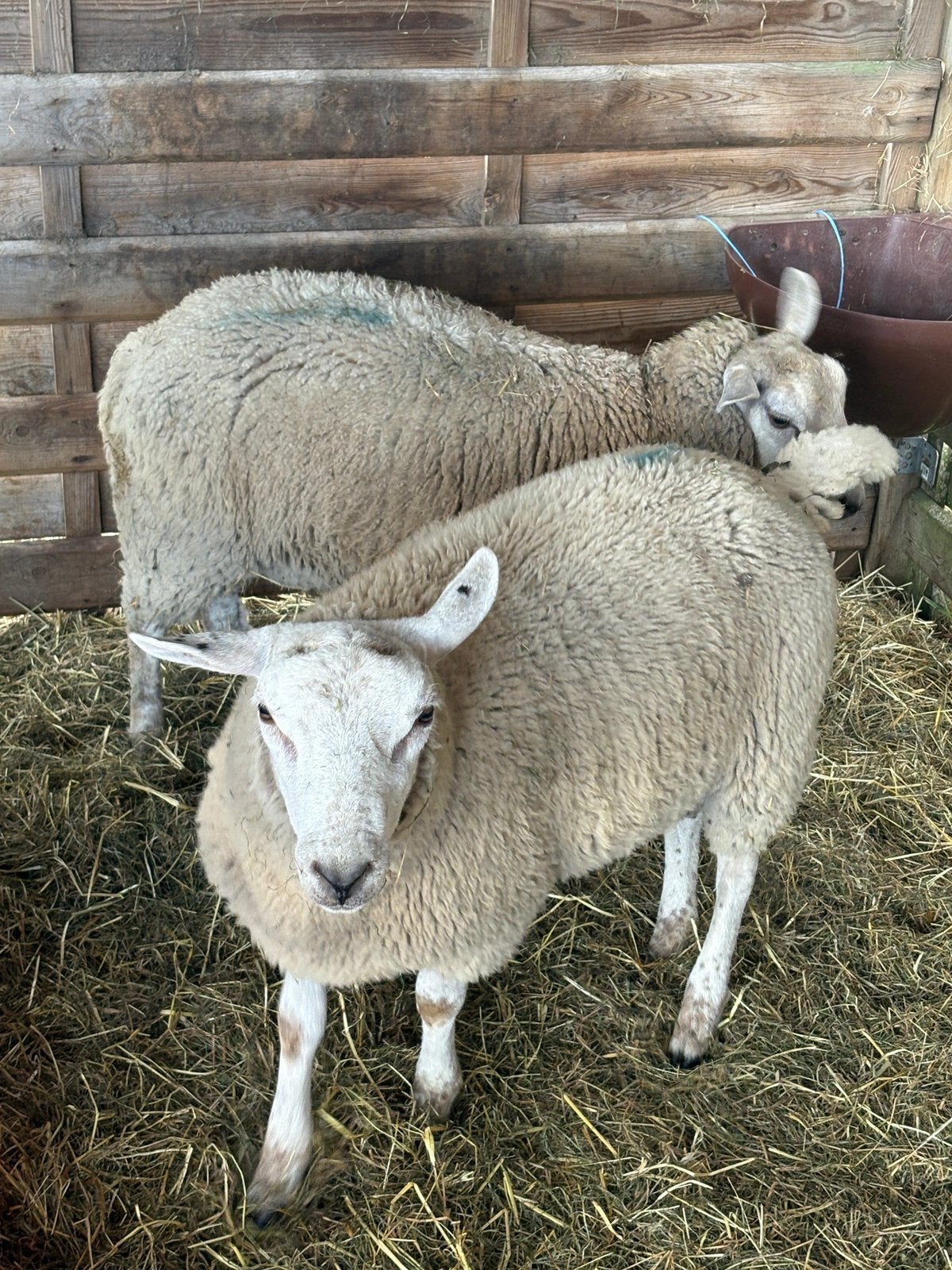 Agneaux bélier, Mâle, Mouton