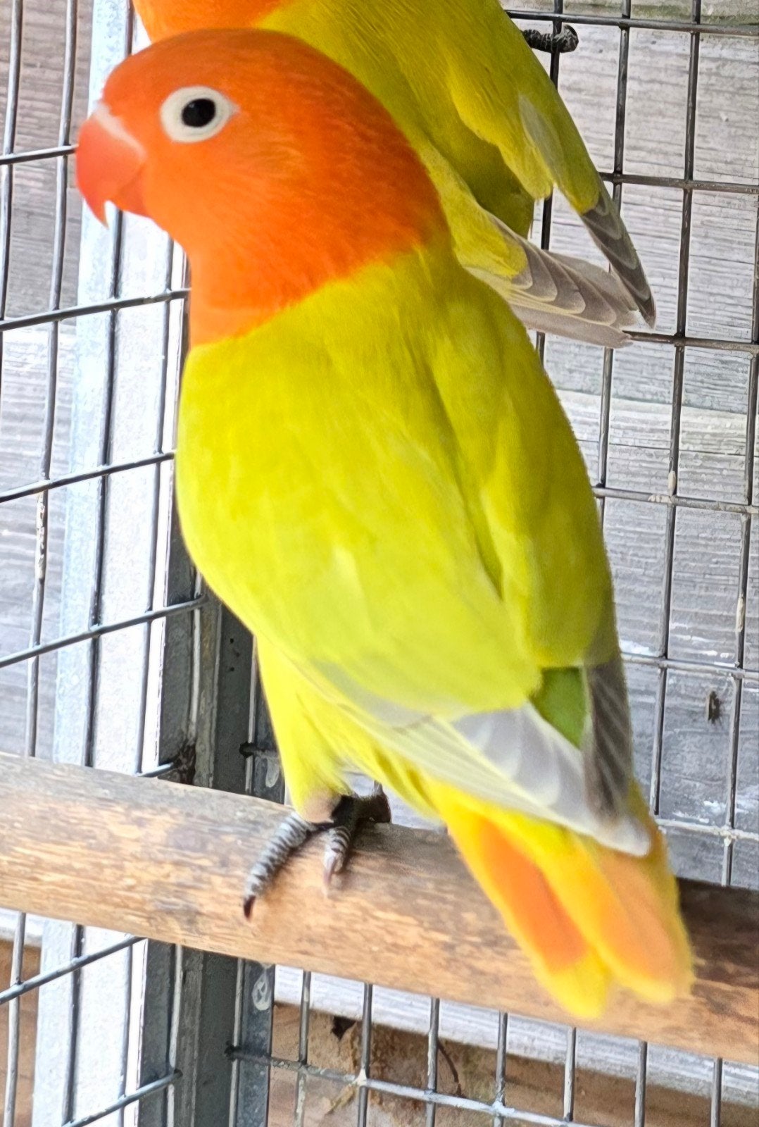 Groen Opaline Dilute Man met Dna 2025, Mâle, Perroquet nain ou Inséparable, Bagué