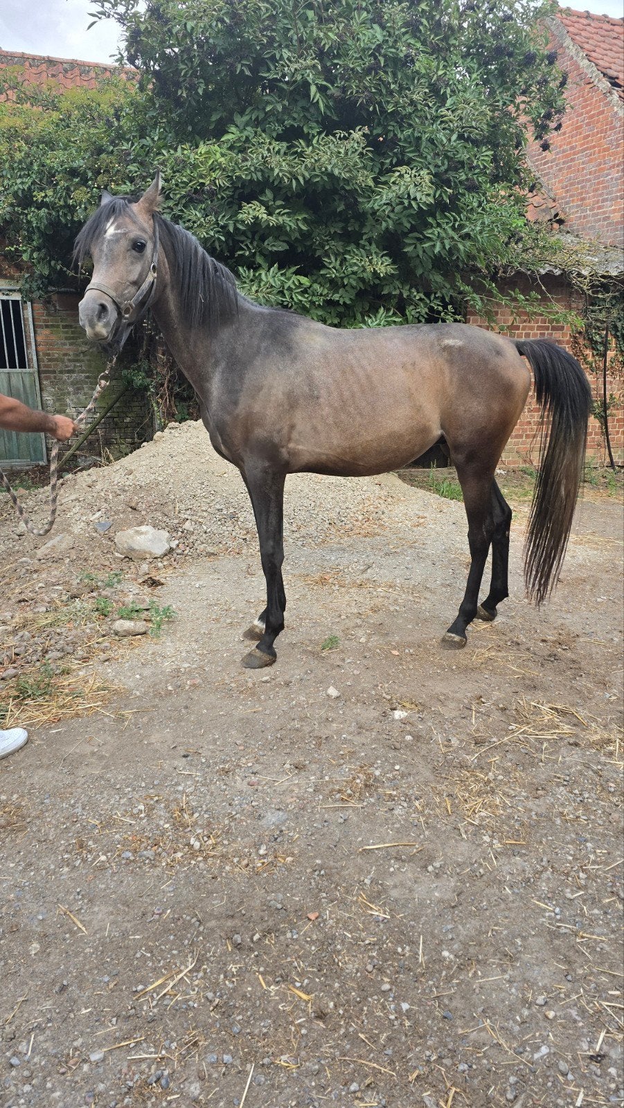 Cheval arabe, Étalon, 0 à 2 ans