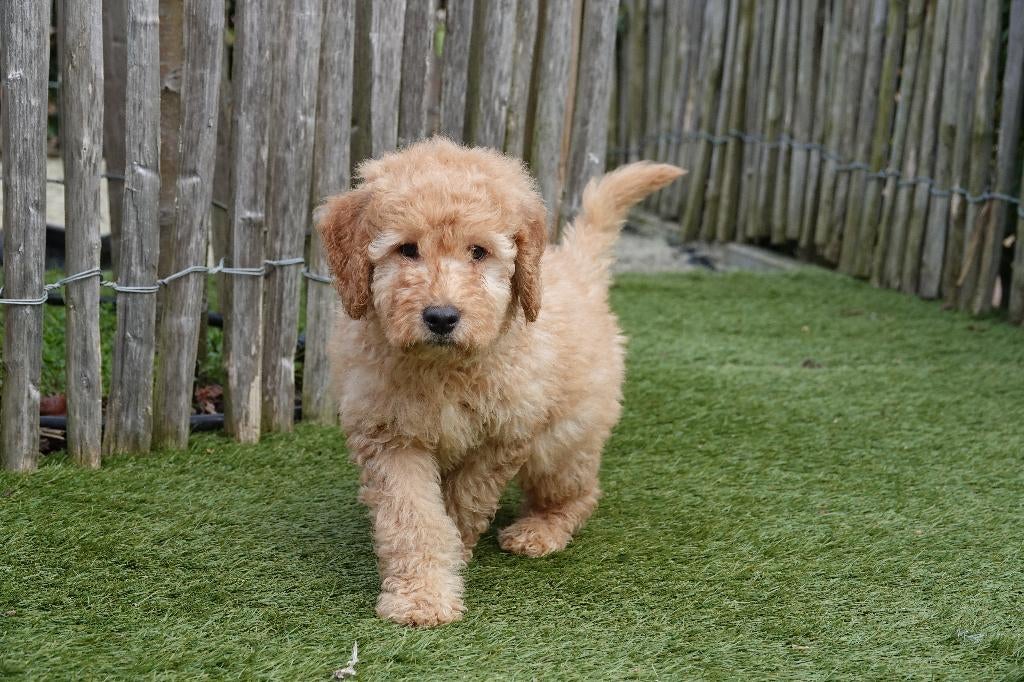Medium Labradoodle pups (met stamboom), Parvo, België, 15 weken tot 1 jaar, Overige rassen