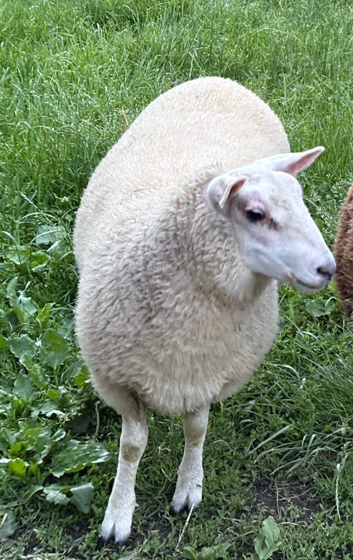 Lam ooi, Dieren en Toebehoren, Vrouwelijk, Schaap, 0 tot 2 jaar