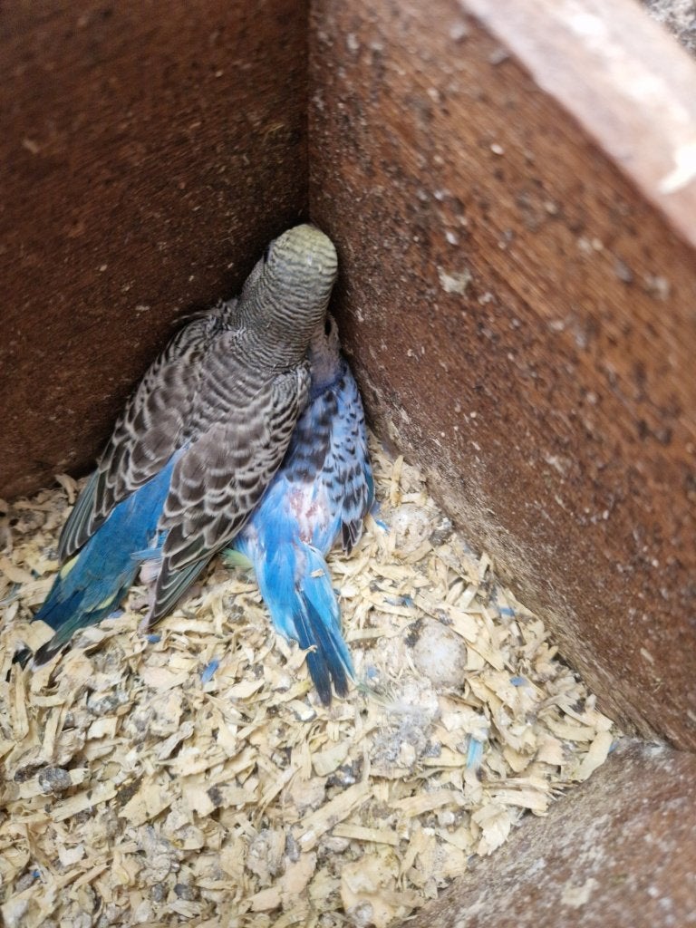 2 jonge grasparkieten., Dieren en Toebehoren, Parkiet, Tam