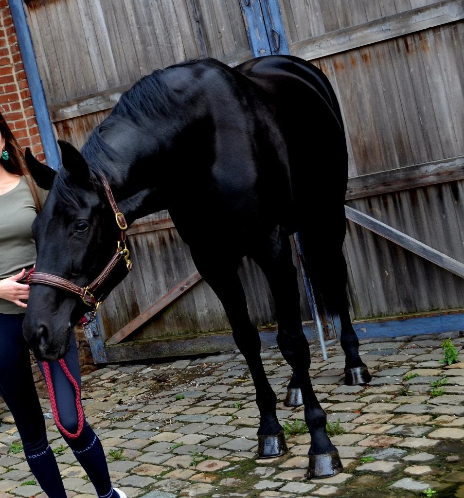 Fokmerrie (Fürstenball x Warkando Wonderboy), Animaux & Accessoires, Chevaux, Jument, Cheval de récréation