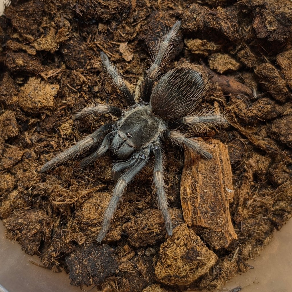 Lasiodorides striatus, Dieren en Toebehoren