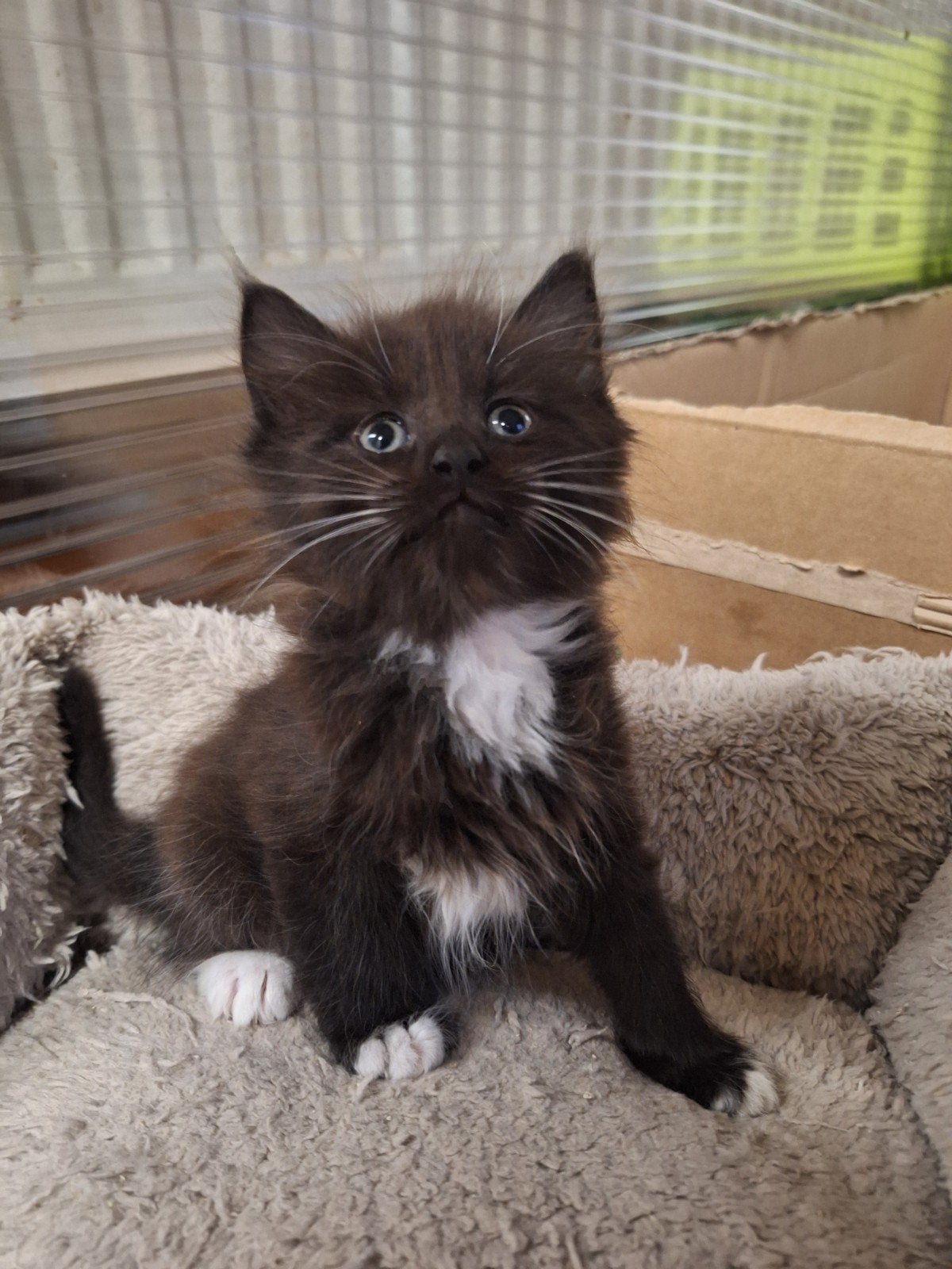 Siberische katertje Valko, Chat, Avec pedigree, 0 à 2 ans