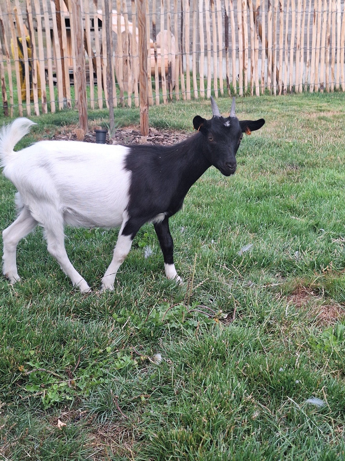 chèvre mieke, Animaux & Accessoires, Femelle, Chèvre, 0 à 2 ans
