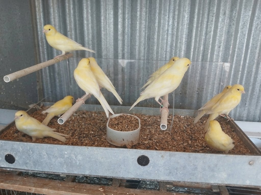 Waterslagers kanaries, Meerdere dieren, Zangkanarie