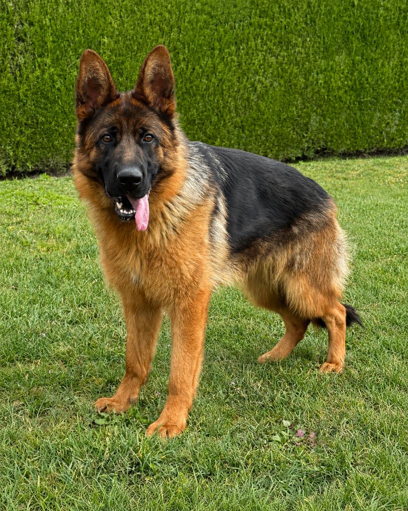 Duitse herder teef te koop, Fokker | Hobbymatig, 1 tot 2 jaar, Buitenland, Teef