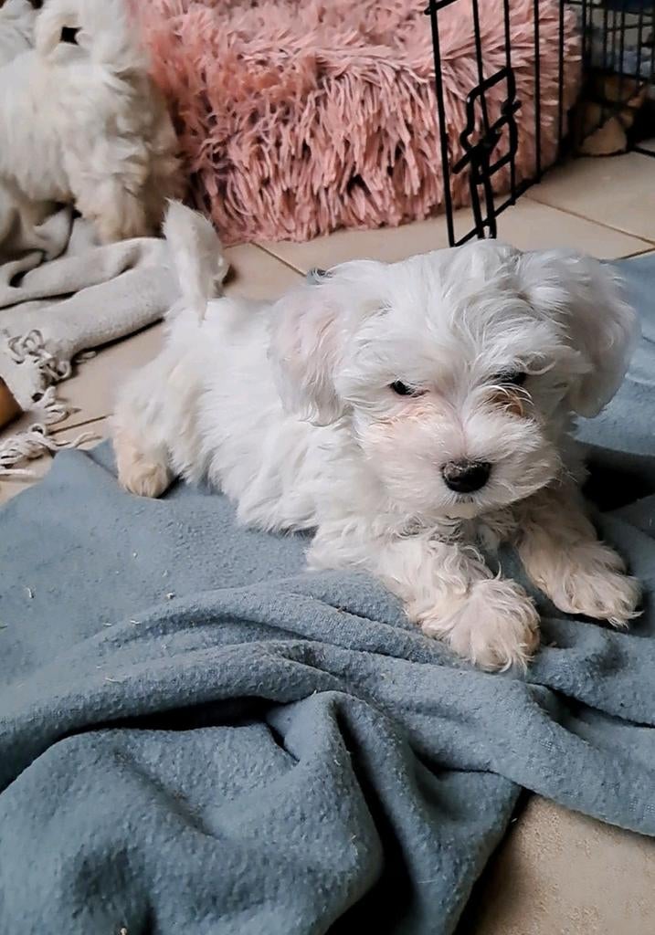 Lieve maltezer pups zoeken nieuw huisje, Dieren en Toebehoren, Parvo, België, Maltezer, Reu