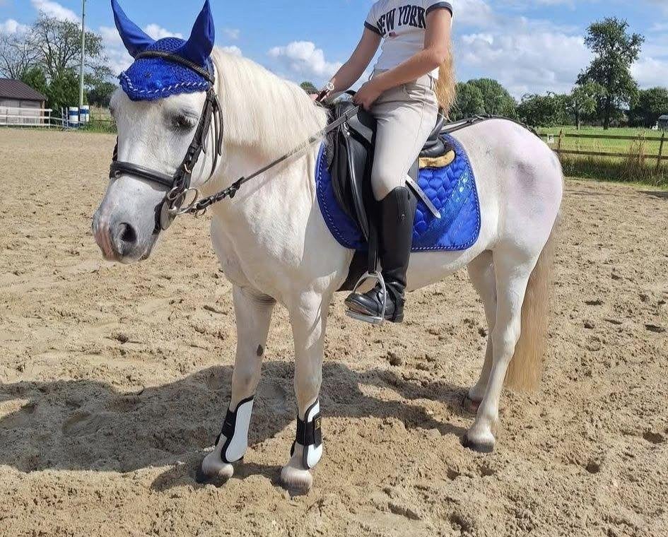 B pony, Animaux & Accessoires, Poneys, Jument, B, Poney B (1.17 m à 1.27 m), Poney de récréation, 11 ans ou plus, Avec puce électronique