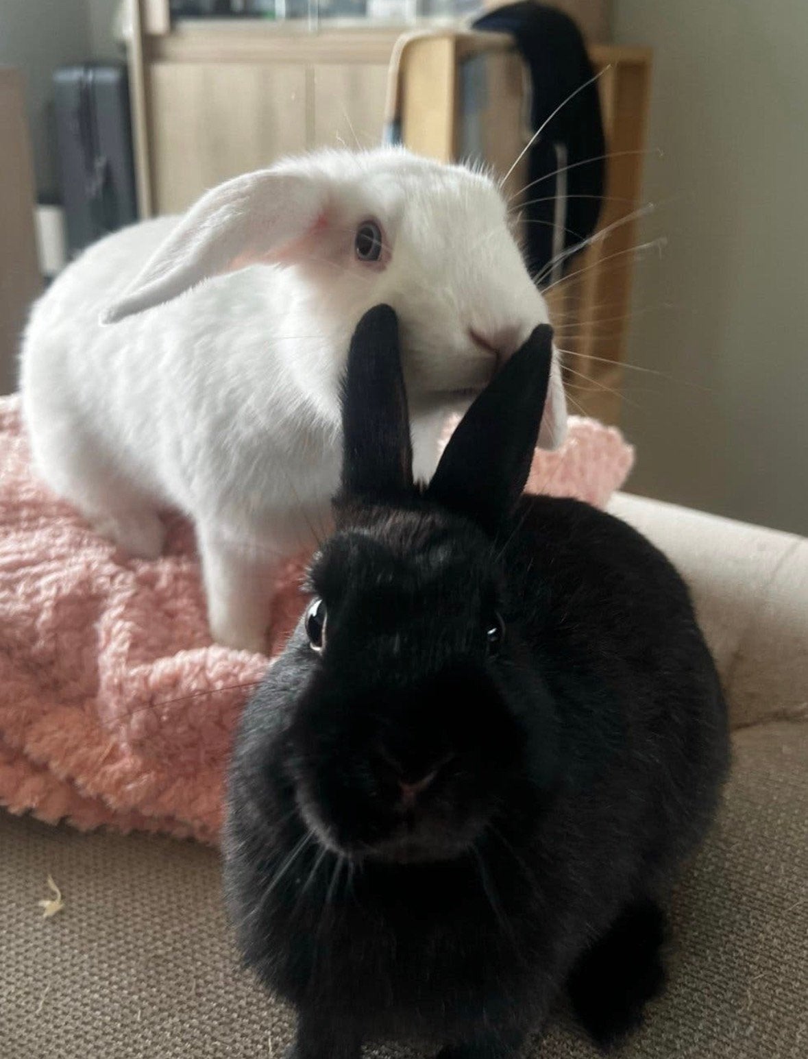 2 lieve meisjes zoeken een huisje, Dieren en Toebehoren, Klein