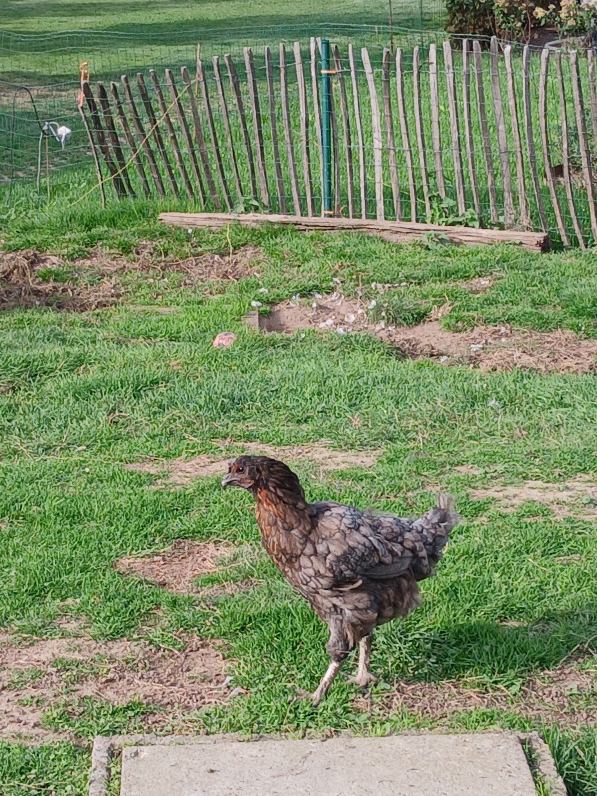 3 kippen, Femelle, Poule ou poulet