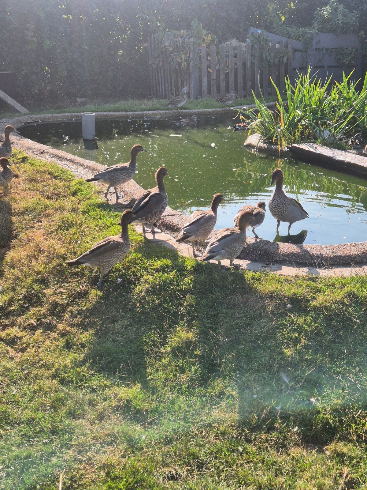 jonge siereenden, Plusieurs animaux, Canard