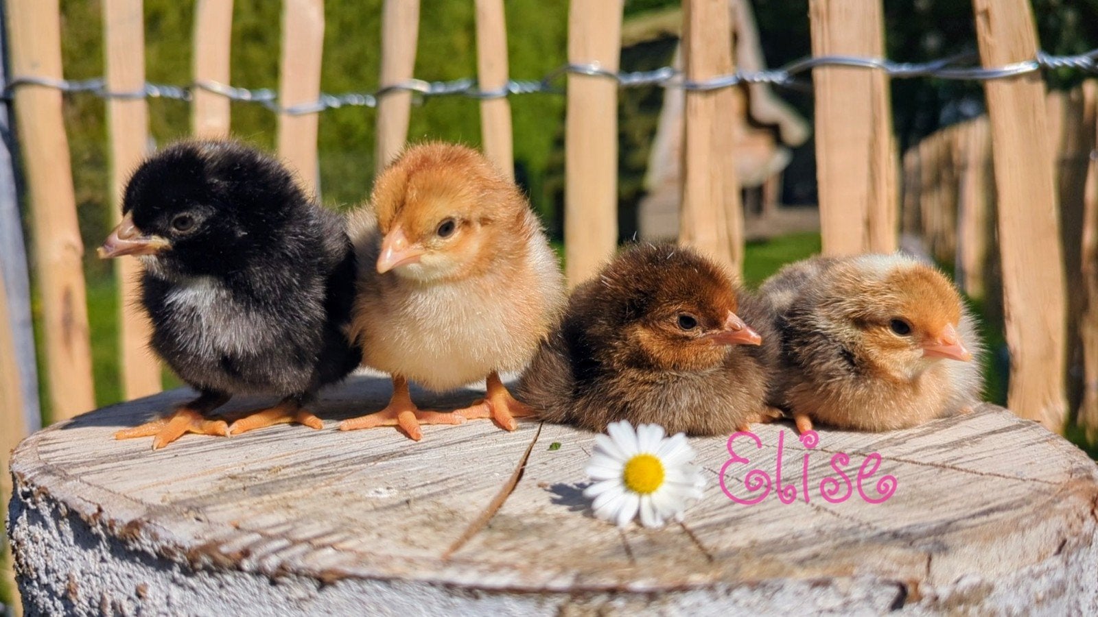 Broedeieren groenleggers olijfleggers kippen, Poule ou poulet
