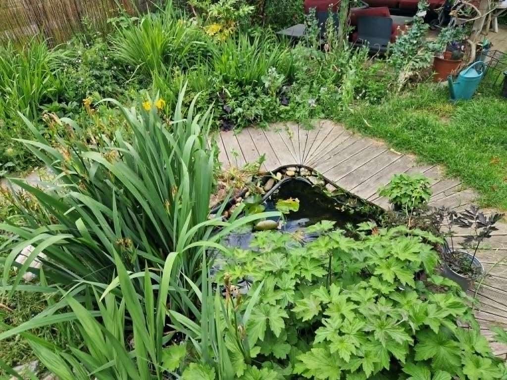 planten moeten weg!, Tuin en Terras, Ophalen, Vaste plant