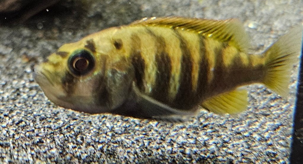 Pundamilia Neyererei victoria cichlide kan bij malawi, Dieren en Toebehoren, Vissen | Aquariumvissen, Vis, Zoetwatervis