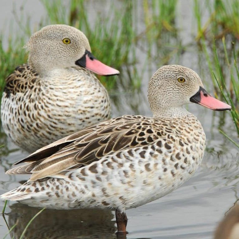 kaapse talingen @ Paradijshof, Dieren en Toebehoren, Pluimvee, Eend, Meerdere dieren