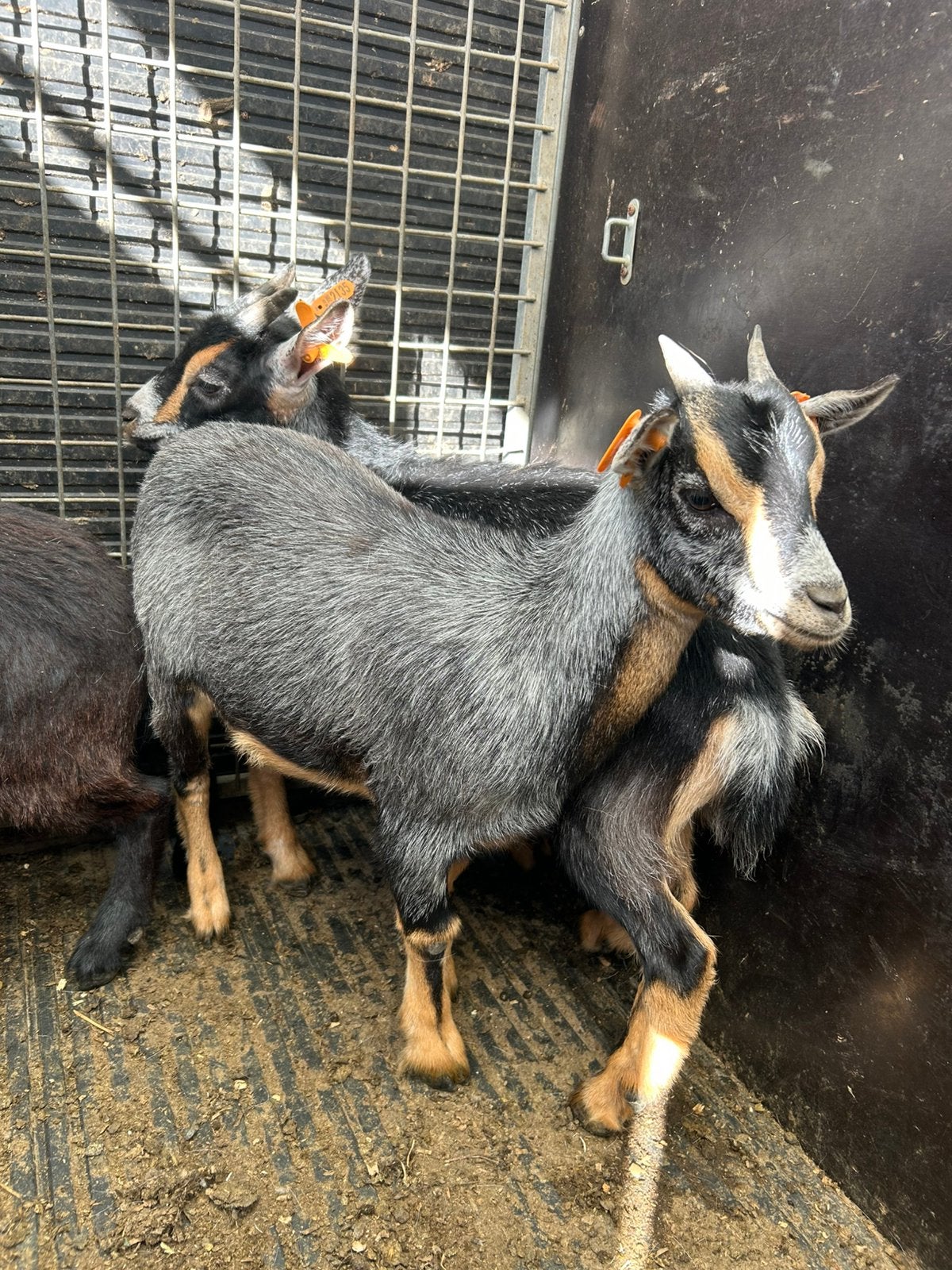 6 prachtige jonge geitjes miekes vrouwelijk mooie kleuren, Animaux & Accessoires, Femelle, Chèvre