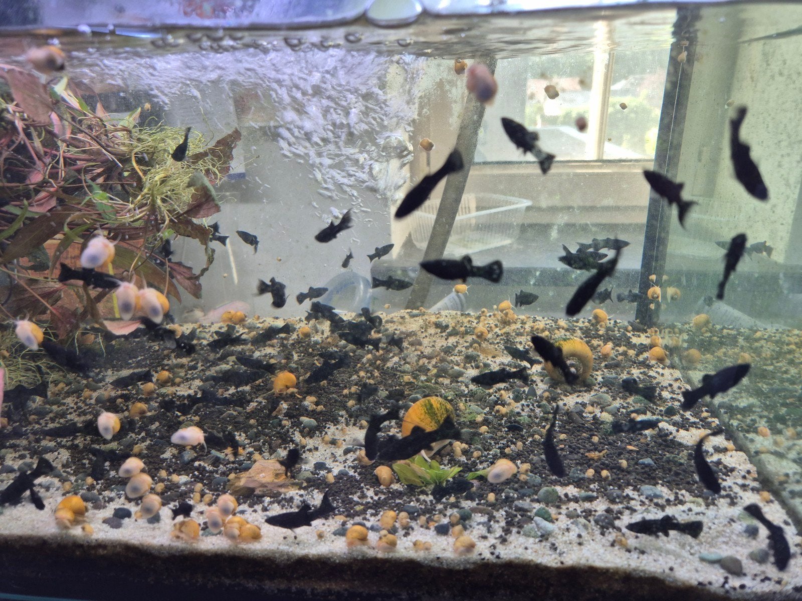Black molly actie op=op, Dieren en Toebehoren, Vissen | Aquariumvissen