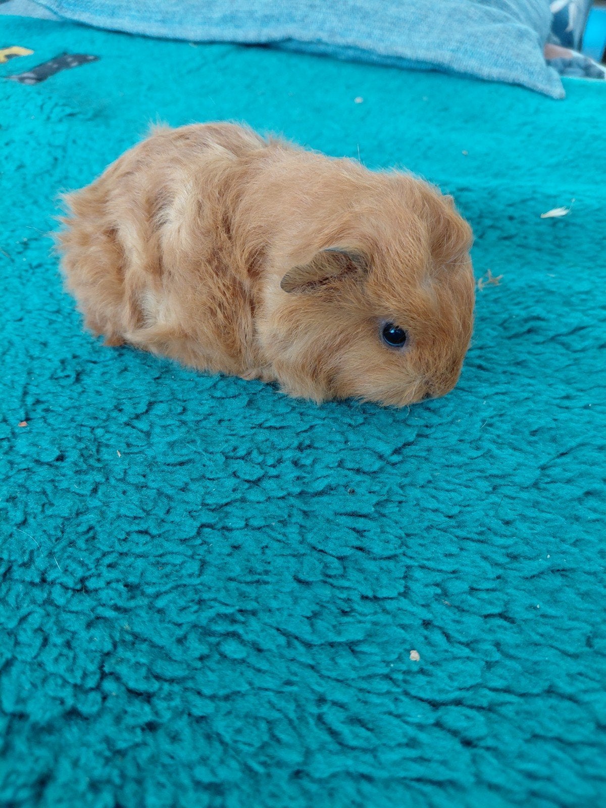 Cavia,  cobaye Ch teddy femelle, Dieren en Toebehoren, Knaagdieren, Juni, Vrouwelijk, Cavia