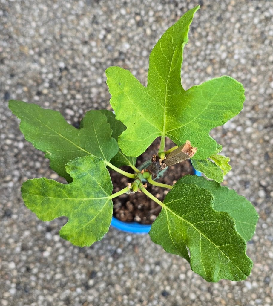 Vijgenboom 'BROWN TURKEY' vijgen boom Ficus Carica 1vB, Ophalen, Vijgenboom