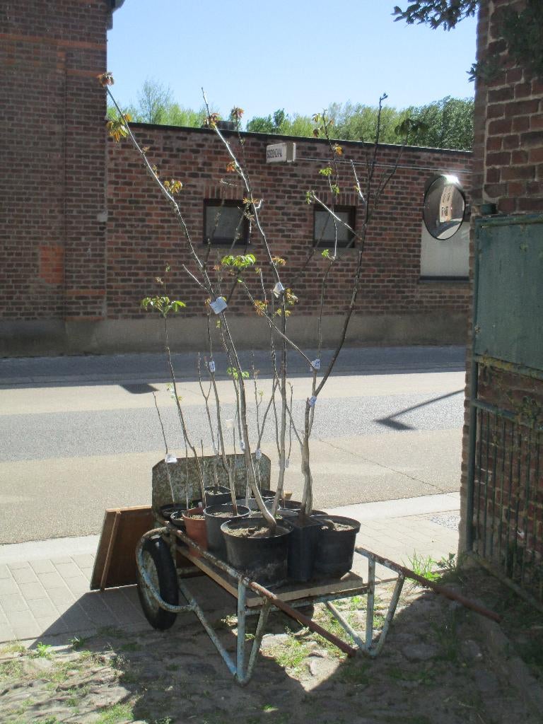 Notenbomen in pot klaar om uit te planten, Overige soorten, Lente, Ophalen, Volle zon
