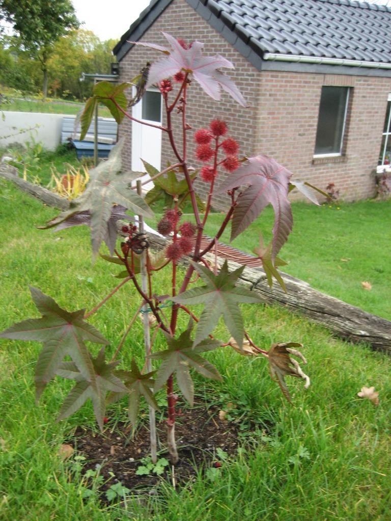 Graines de "Plante de Ricin", Ophalen, Voorjaar, Zaad