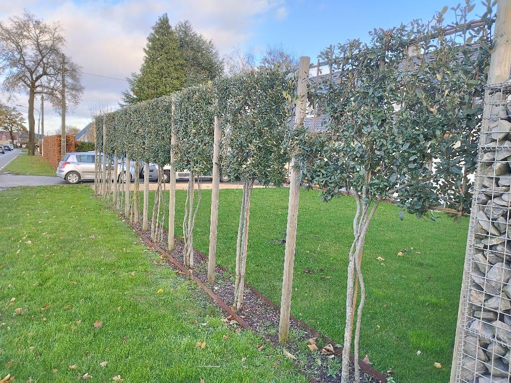 WINTERGROENE LEIBOMEN VOOR TUIN: steeneik, Photinia, laurier, Ophalen, Vaste plant, Overige soorten, Volle zon