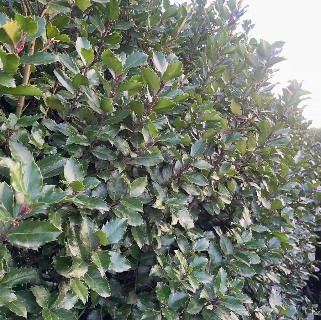 ‼️Ilex Blue Prince aan promoprijzen ‼️, Enlèvement