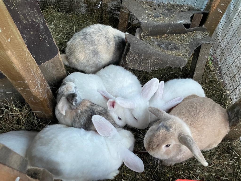 Gratis konijnen, Dieren en Toebehoren