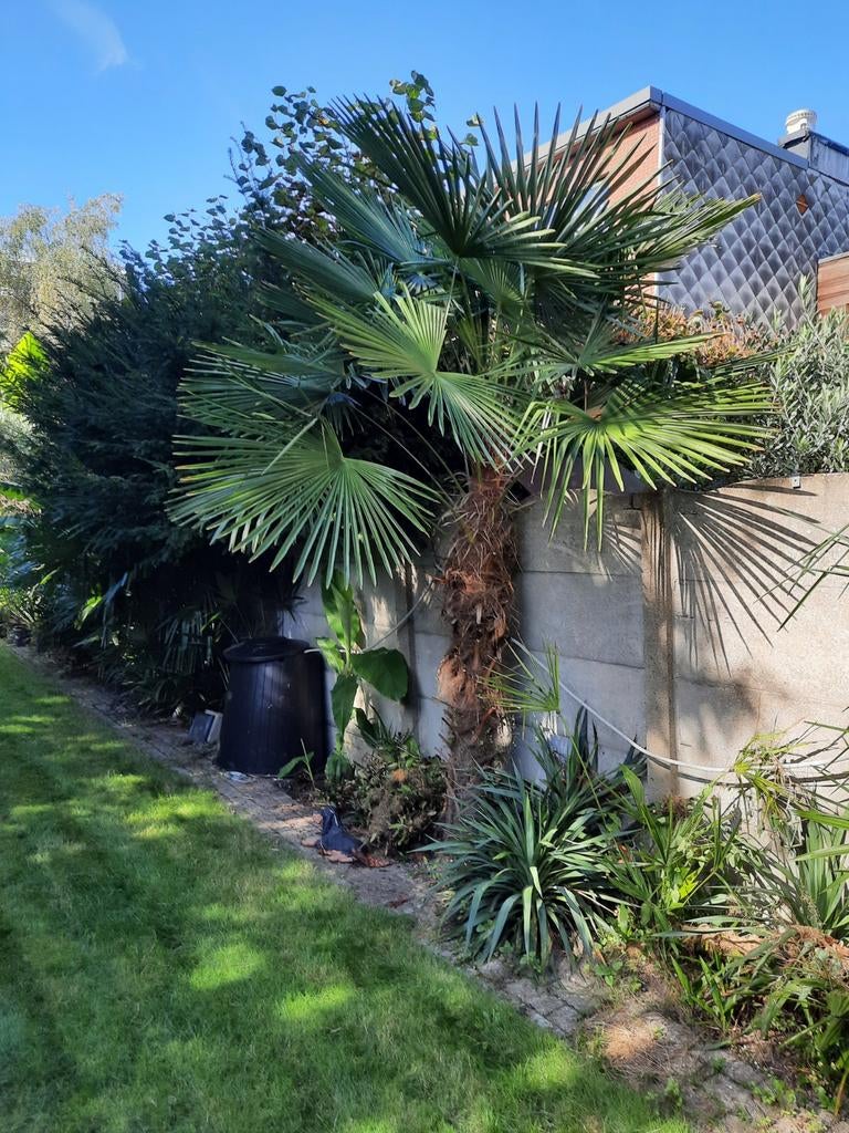 Wondermooie Trachycarpus Fortunei palmboom, Tuin en Terras, Planten | Bomen, Palmboom, In pot, Ophalen