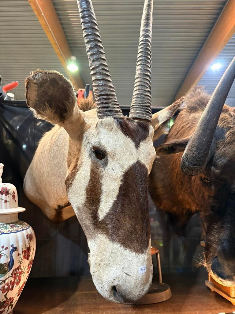 Taxidermie, Enlèvement, Utilisé, Animal empaillé