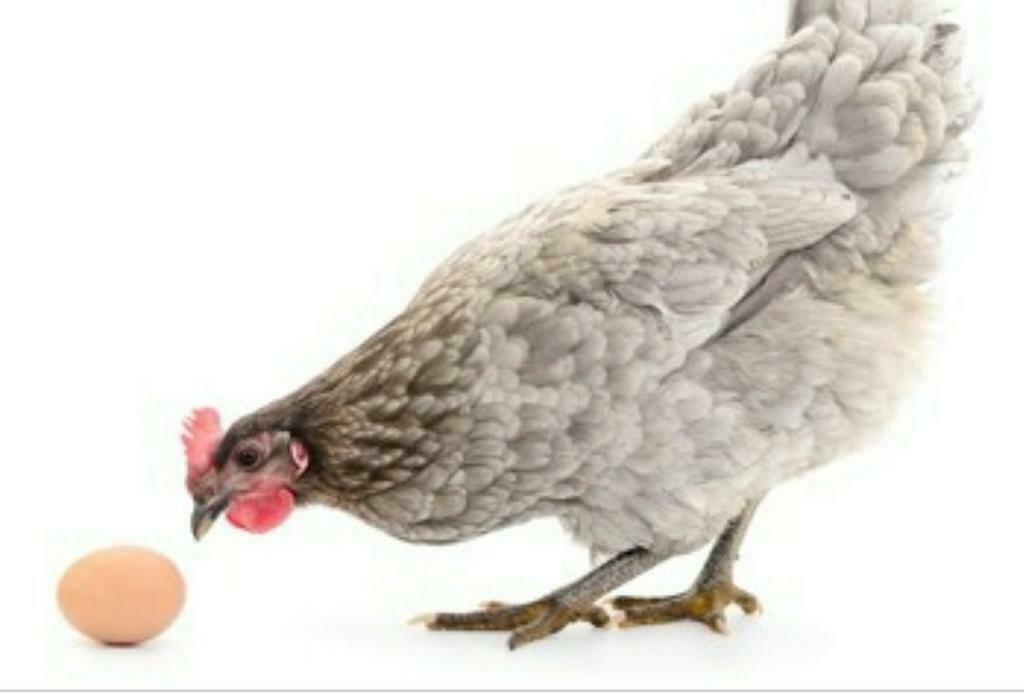 Onze haan Fons zoekt een dame, Dieren en Toebehoren, Pluimvee, Vrouwelijk, Kip
