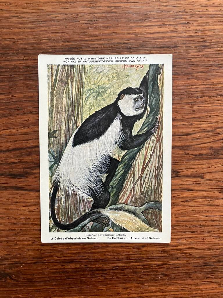 Beschermde zoogdieren in Belgisch Congo nr. 4, Verzamelen, Postkaarten | Dieren, Ophalen of Verzenden
