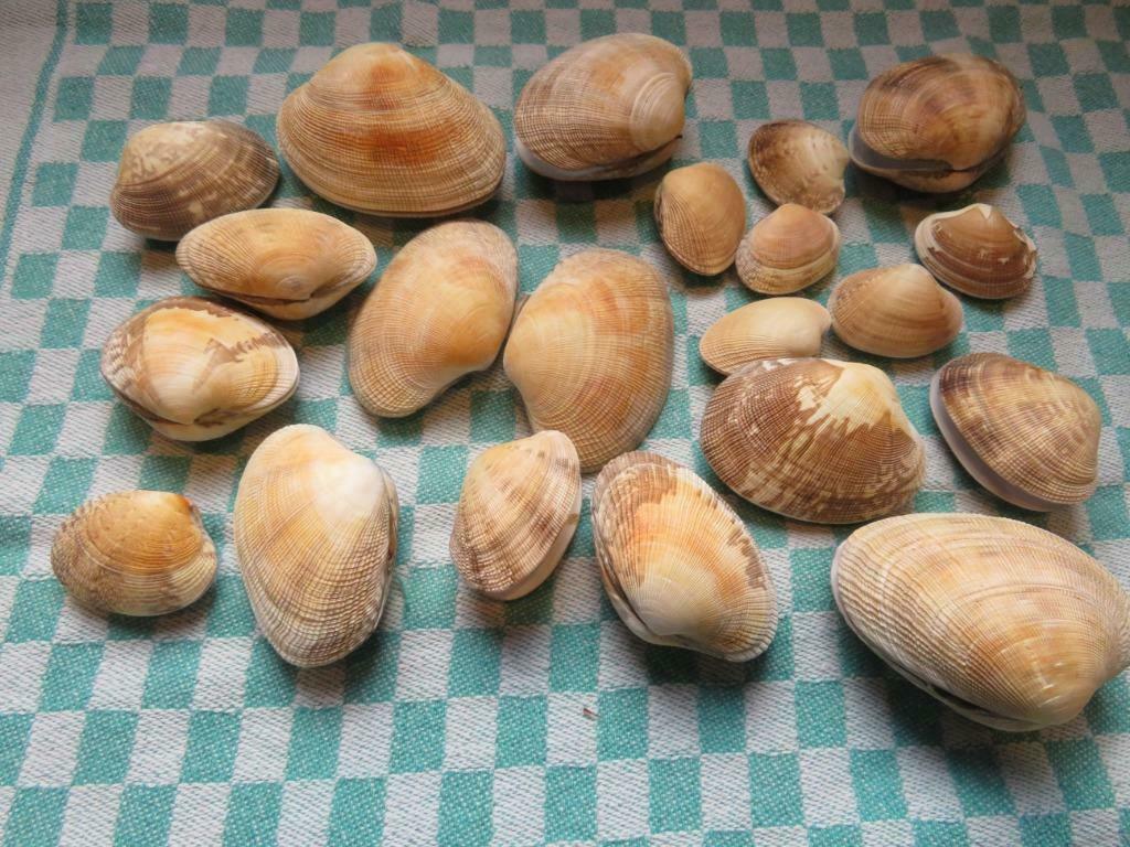 Schelpen: Filipijnse tapijtschelp, Ophalen of Verzenden