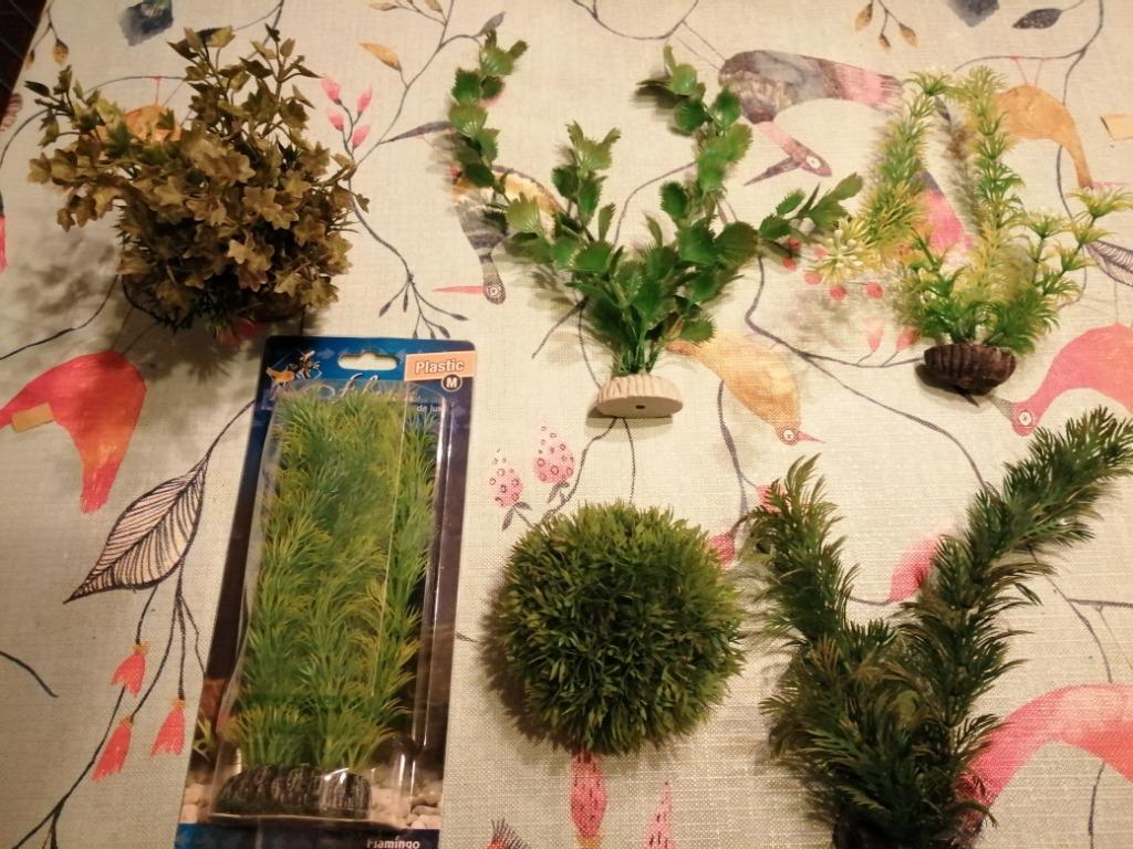 6 groene nepaquariumplantjes, Ophalen, Gebruikt, Plant(en), Steen of Hout